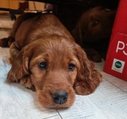 Szczenięta setera irlandzkiego z rodowodem