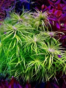 Tonina Manaus - Syngonanthus Manaus,z hodowli podwodnej, wielkość ok. 10 cm