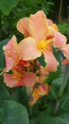 Canna Corsica    