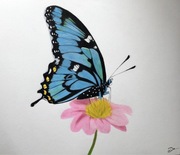 Rysunek motyl format A3