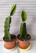 Sadzonki kaktusa Pitaja/Smoczego owocu