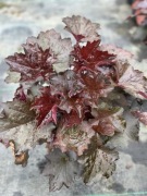 Żurawka - różne odmiany - możliwość dostawy