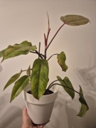 Philodendron Painted Lady