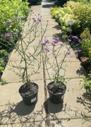 Werbena patagońska 'Lollipop'