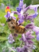 Kokony murarki 300 + gratis- Pszczoła murarka ogrodowa