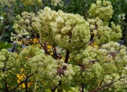 Arcydzięgiel sadzonka