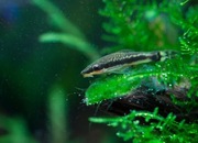 Rybki do akwarium - Otosek Otoski Czyściciele na glon