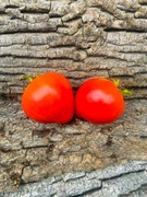 PINK PASSION DWARF/Pomidor Kolekcjonerski 62