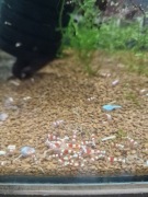 Krewetki Crystal Red / Pure Red Line PRL