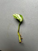 Epipremnum glacier sadzonka pędowa rośliny kolekcjonerskiej 