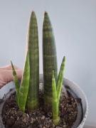 Sansevieria cylindryczna