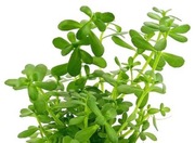 Bacopa monnieri, sadzonka 8-12 cm, hodowla podwodna