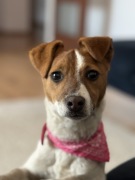 Jack Russell Terrier od # Smartie Jacks # suczka gotowa do odbioru