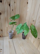 Syngonium Freckles 