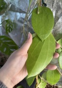 hoya MB 1432 | sadzonka cięta 1w