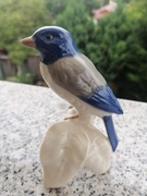 Bardzo piękny ptak Goebel,