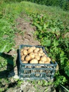 Ziemniaki  100% organiczne Opakowanie 10kg Darmowy Smart!