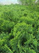 Thuja occidentalis 'Danica' zestaw 10 szt. / P9
