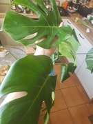 Monstera deliciosa cięty szczyt 