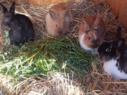 Króliki miniaturki Teddy samice 