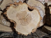 AKACJA ROBINIA 48/42/9 cm Po Suszarni Blat Plaster Drewna Stolik DIY Suchy