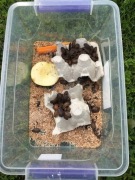 Dubia dubie karaczany argentyńskie 2-2,5 cm 500 sztuk