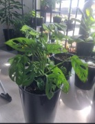 Monstera Sadzonki 9cm ukorzenione