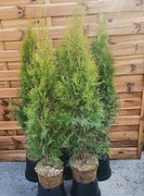 Tuja Thuja Szmaragd 130cm Doniczka 100% przyjęcia