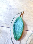 Hoya Wibergiae cięta sadzonka jednoliścienna