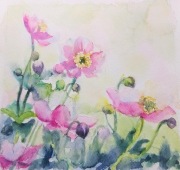 "Zawilce japońskie"