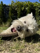 Naturalny róg jelenia gryzak dla psa