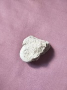 Skamielina amonit / ślimak kopalny – naturalny okaz