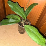 Hoja, Hoya ~ cv. EMERALD GPS 10041 ~ dojrzała, rosnąca  