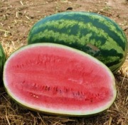 Nasiona arbuza Lady F1 