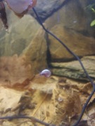 Ślimaki akwariowe - zatoczki - pakiet 10 szt. WYSYŁKA!