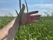 płaskurka na siew w łusce ekologiczna 30 kg worek na 12-15 arów