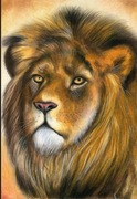 OBRAZEK - lew - rysunek kredkami