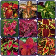 Koleus Rainbow - 9 odmian. 