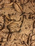 Drewnojad 1000 ml / Warszawa / wysyłka