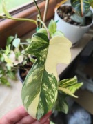 Philodendron Florida Beauty