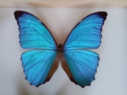 Morpho amathonte M