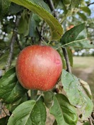 Świeże jabłka CESARZ WILHELM bez oprysków - do smażenia jak Reneta