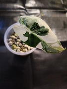 Alokazja frydek variegata