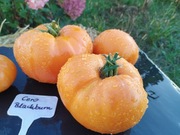 CERO  BLACKBURN nasiona Pomidor Kolekcjonerski