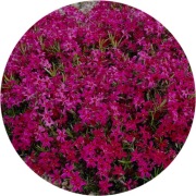 Floks szydlasty Spring Scarlet