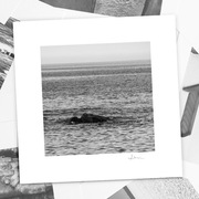 Autorska fotografia "Morski smok" - wydruk. 