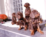 Gończy polski czekoladowy FCI