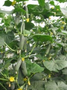 Ogórek Lenara F1 - Nasiona Holenderskie