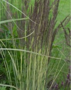 Trzcinnik ostrokwiatowy avalanche, trawa ozdobna