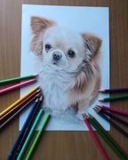 Portret TWOJEGO PSA ze zdjęcia 30x40 cm na prezent chihuahua labrador 